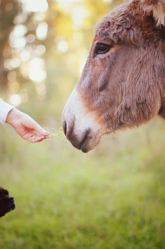 AUSTRALIAN DONKEY EXPORT Freedom Hill Sanctuary australian-donkey-export-freedom-hill-sanctuary